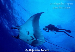 Manta y Buzo, Islas Revillagigedo Mexico
Nikonos V, 15 m... by Alejandro Topete 